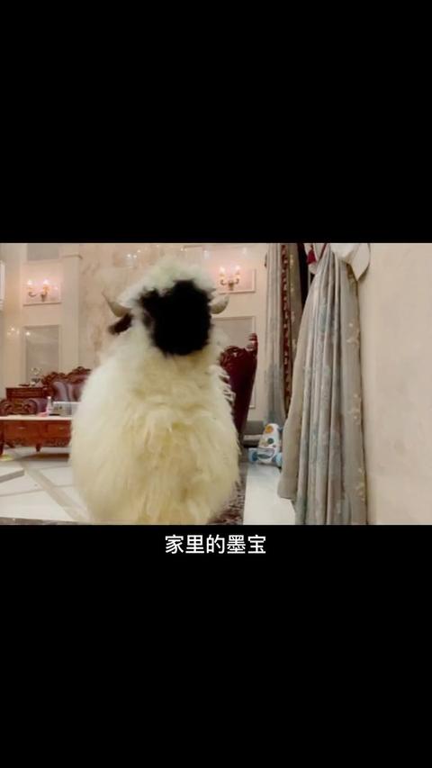 墨宝颂珂不听话对不起儿子是妈妈大意了颂珂不听话当无脸羊遇见神秘大