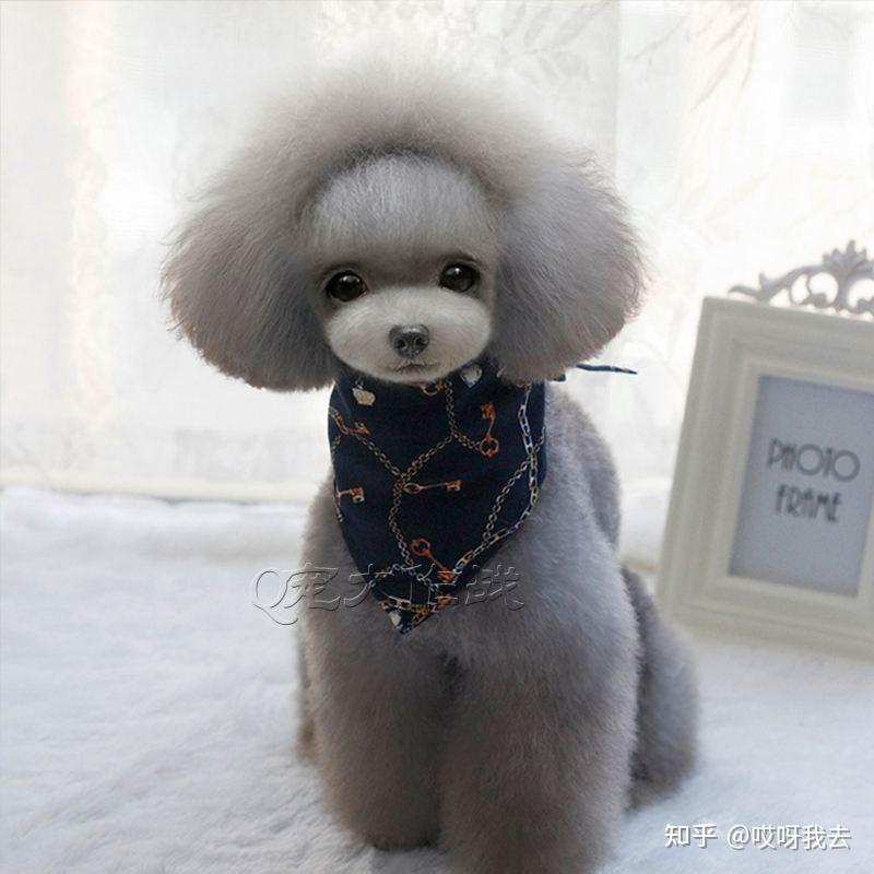 泰迪犬最全毛色合集,吐血整理快收藏! - 知乎