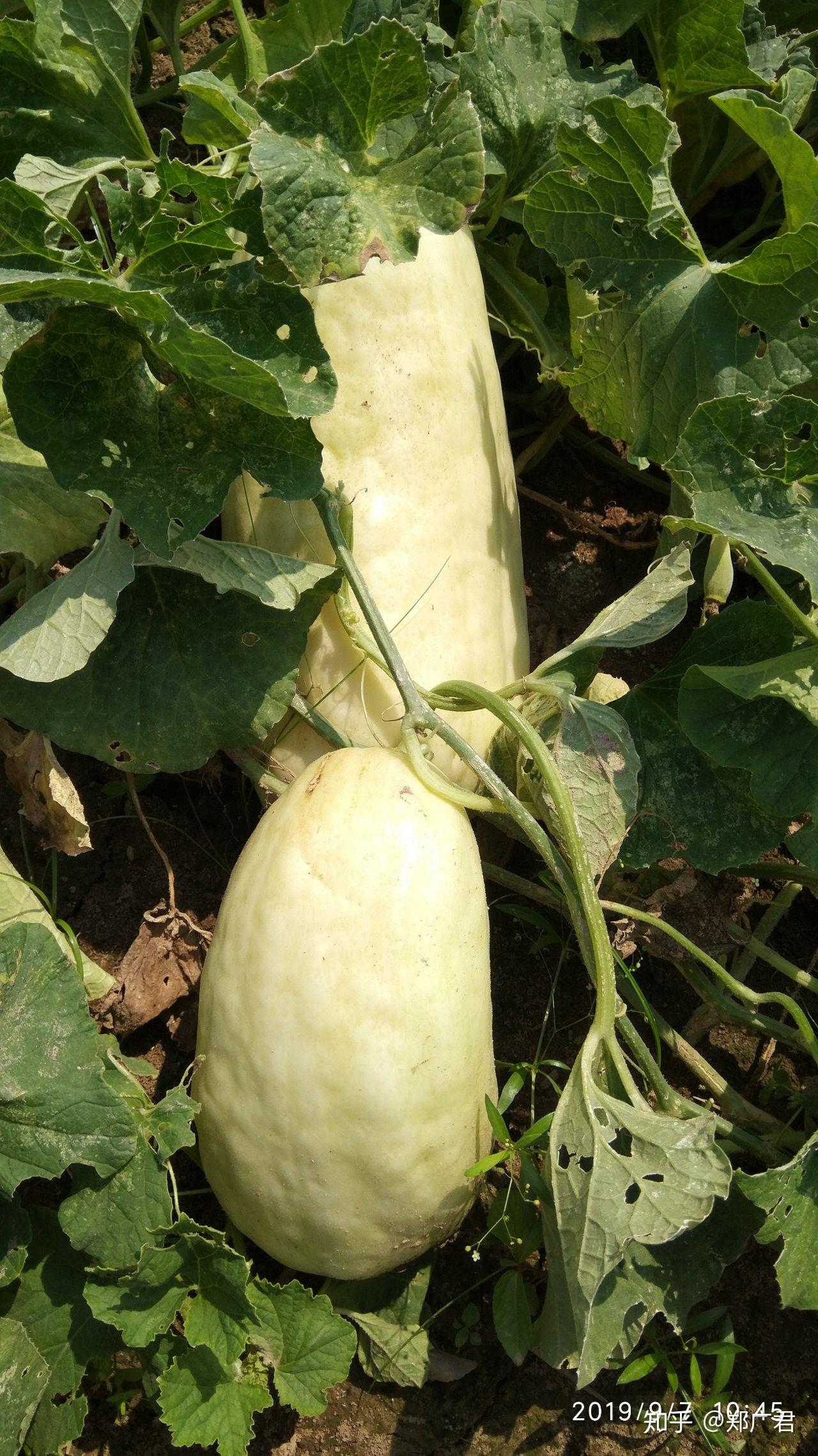 南方所说的"骚瓜"(读音)学名是什么? - 知乎