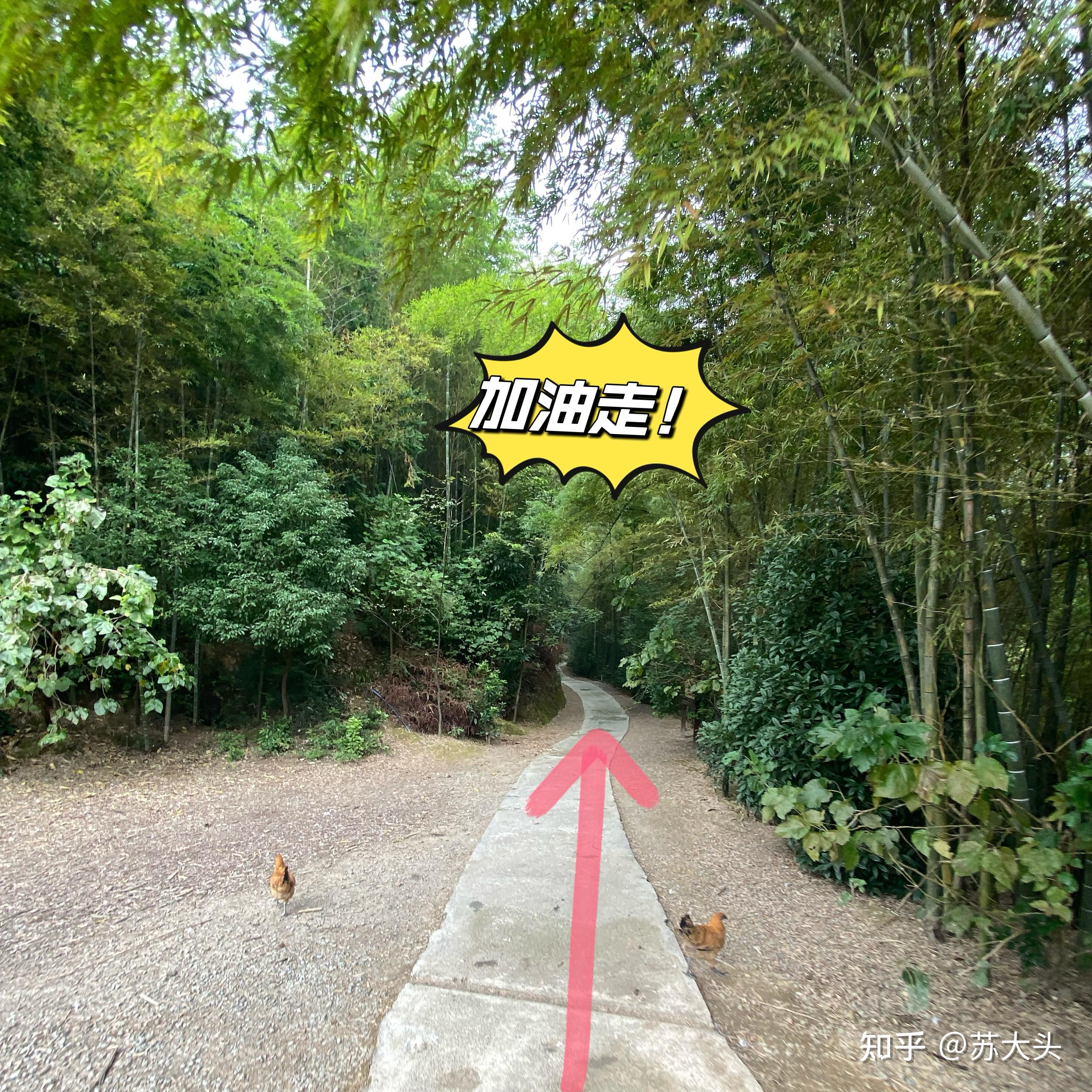 重庆徒步爬山圣地：缙云山免门票上山详细路线指引 - 知乎