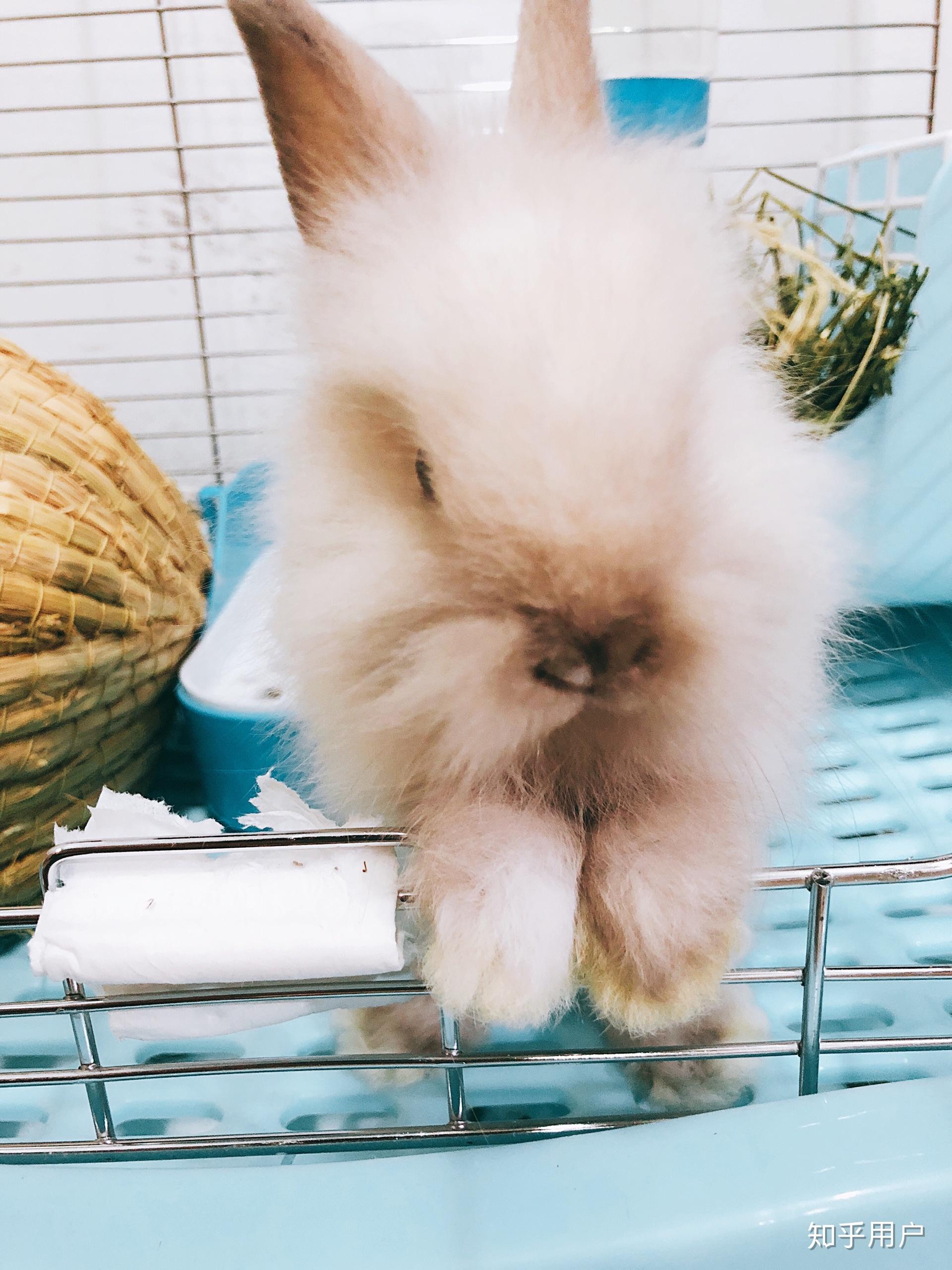 想问一下我家这只炸毛的兔子属于啥品种