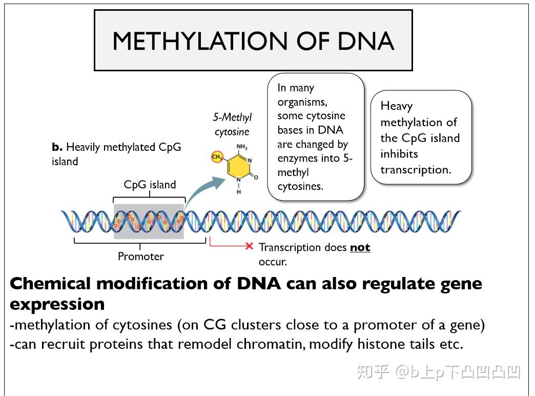 cpg与甲基化有什么关系