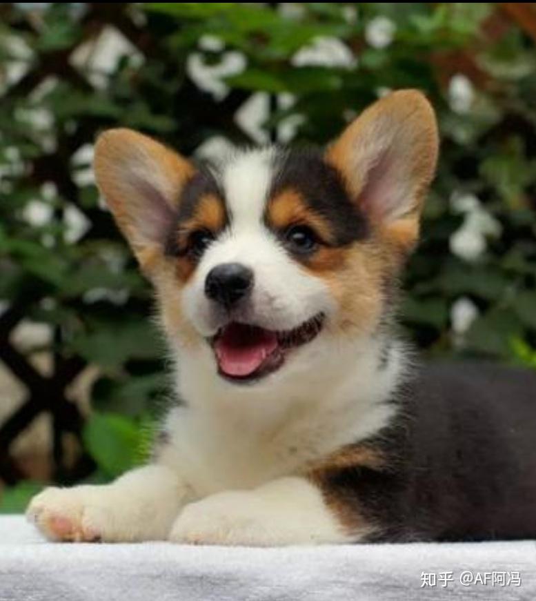 想问一下我家这只是柯基和蝴蝶犬串串吗? - 知乎