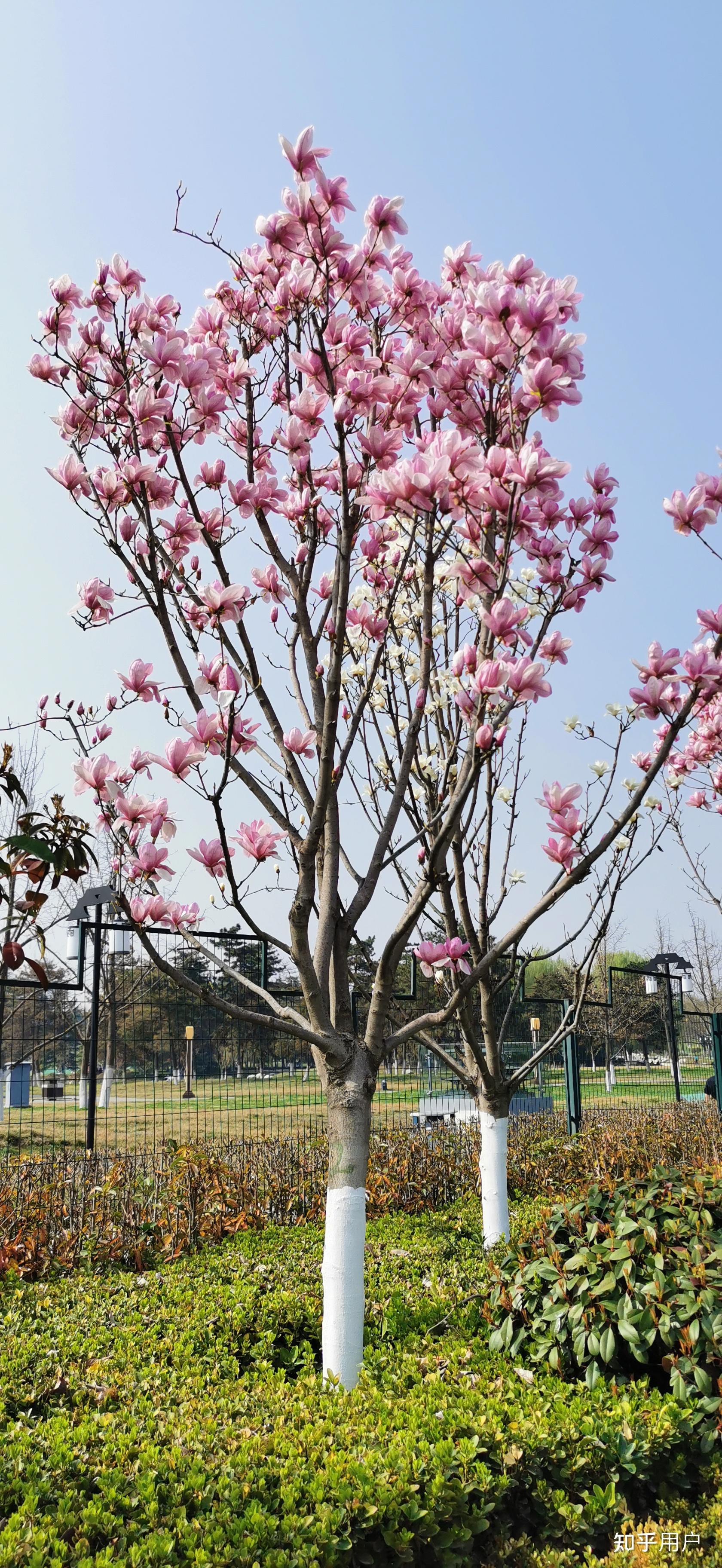 2022年的春天你在西安拍到了哪些美景