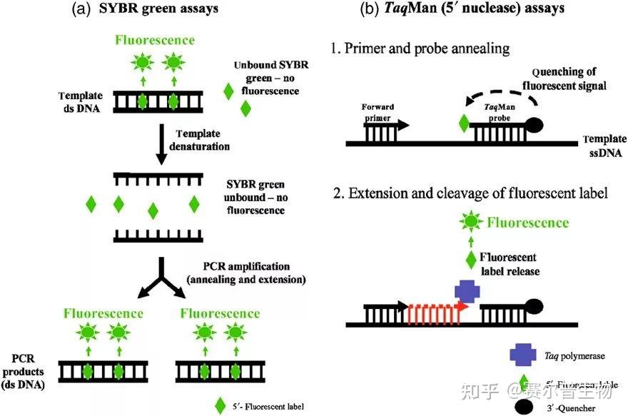 5年经验总结:荧光定量 PCR实操技术 - 知乎