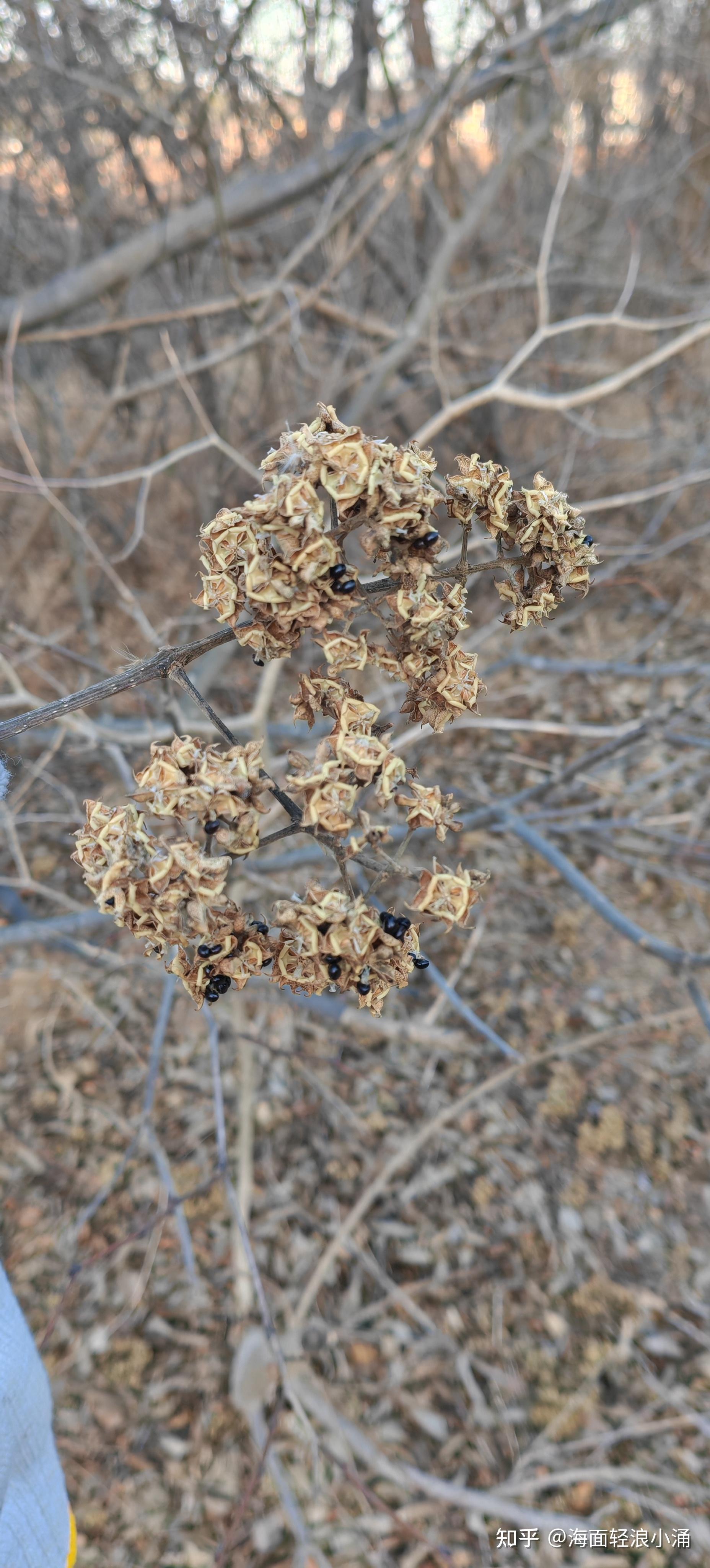 谁知道这是什么树坐标辽宁大连