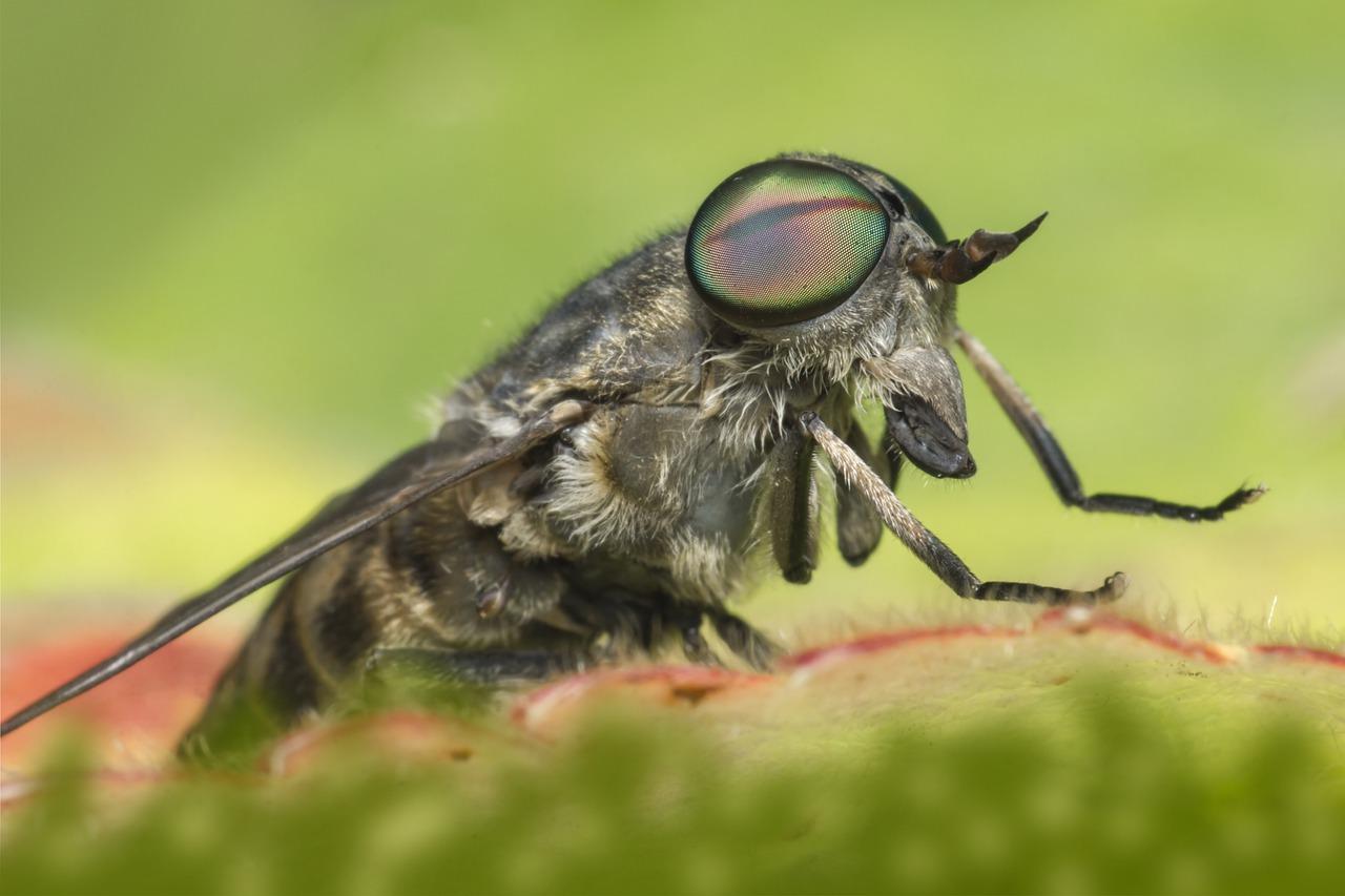 花叶为什么发红