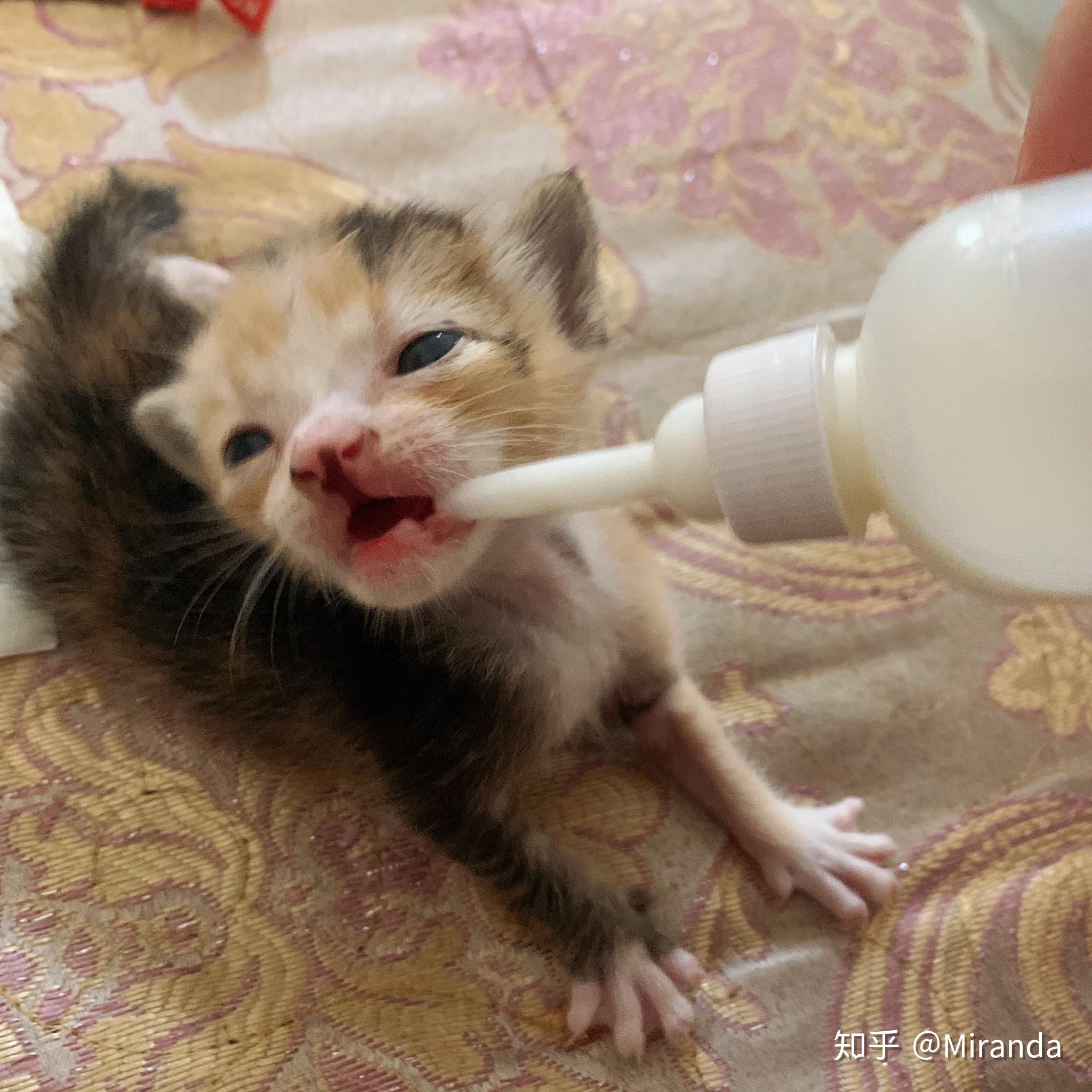 家门口喂养的流浪猫生了三只小猫,给他们搭了一个小窝在猫