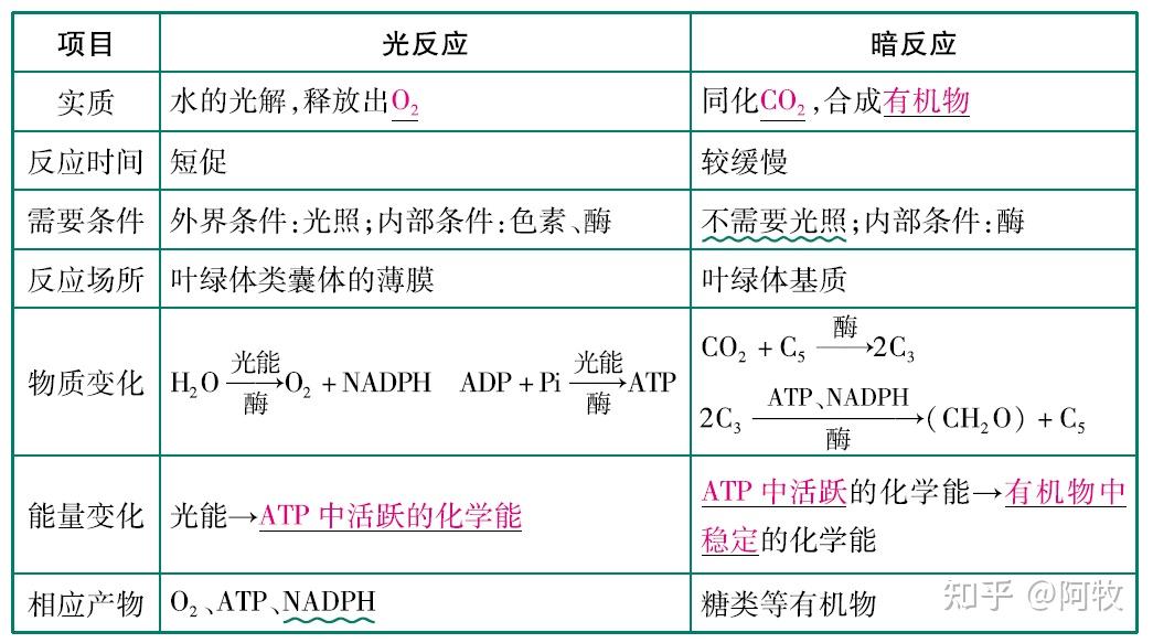 高中生物必修一呼吸作用和光合作用怎麼學