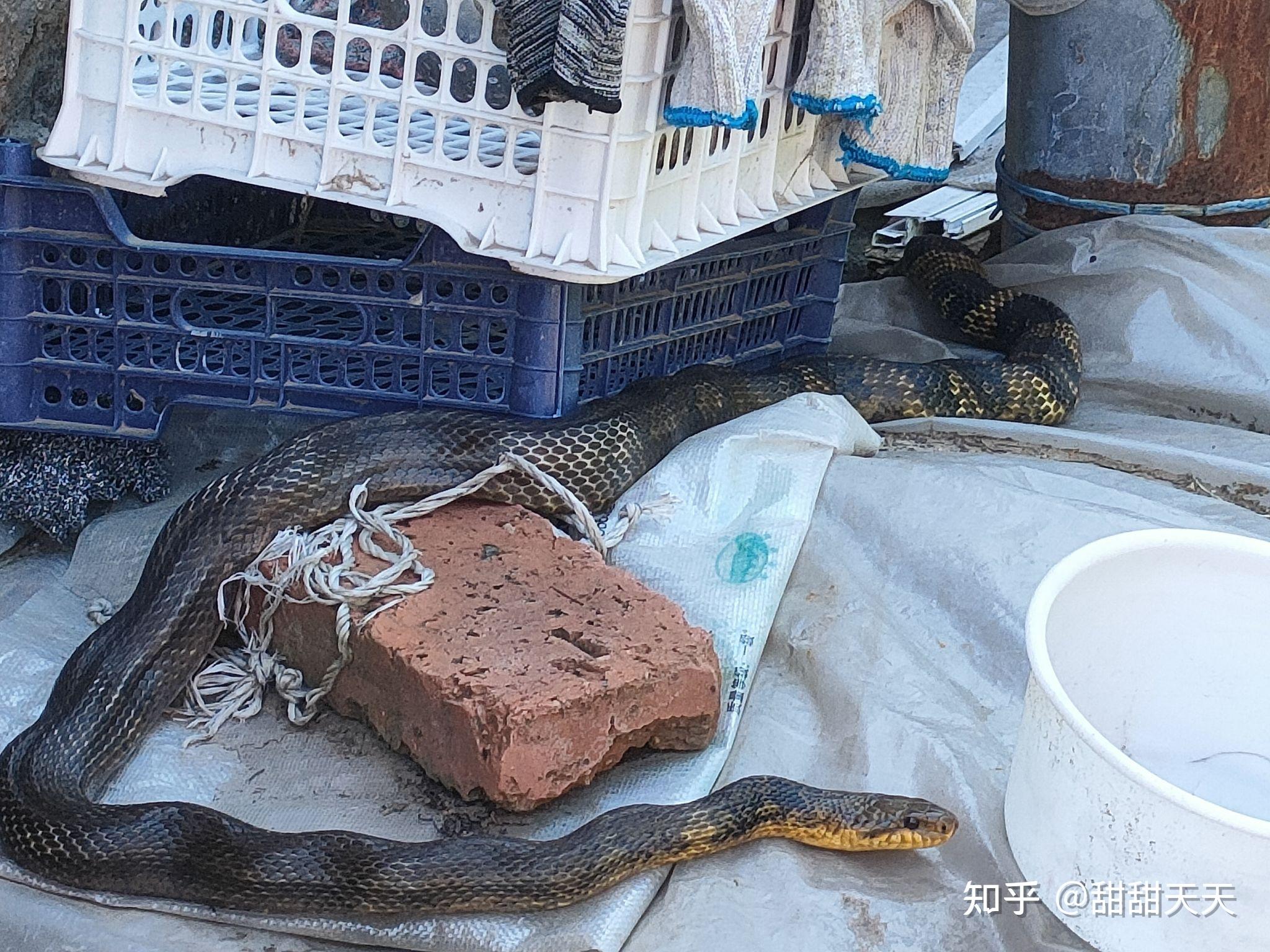 黑背黄腹是什么蛇? - 知乎