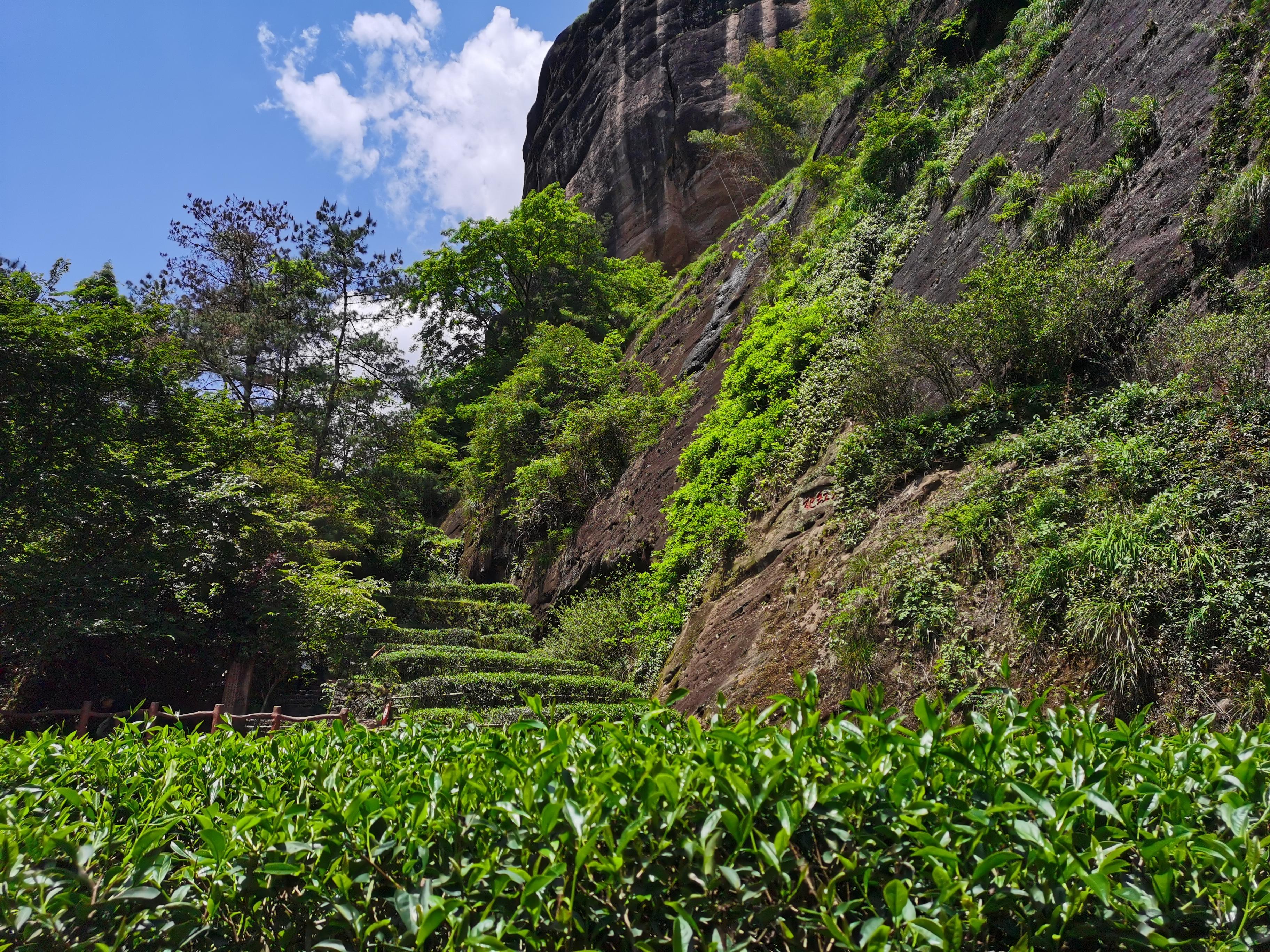 武夷岩茶水金龟