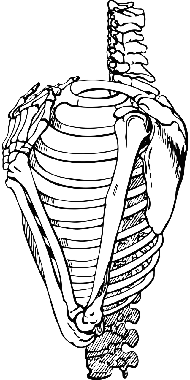 2. 腰筋尺寸规范