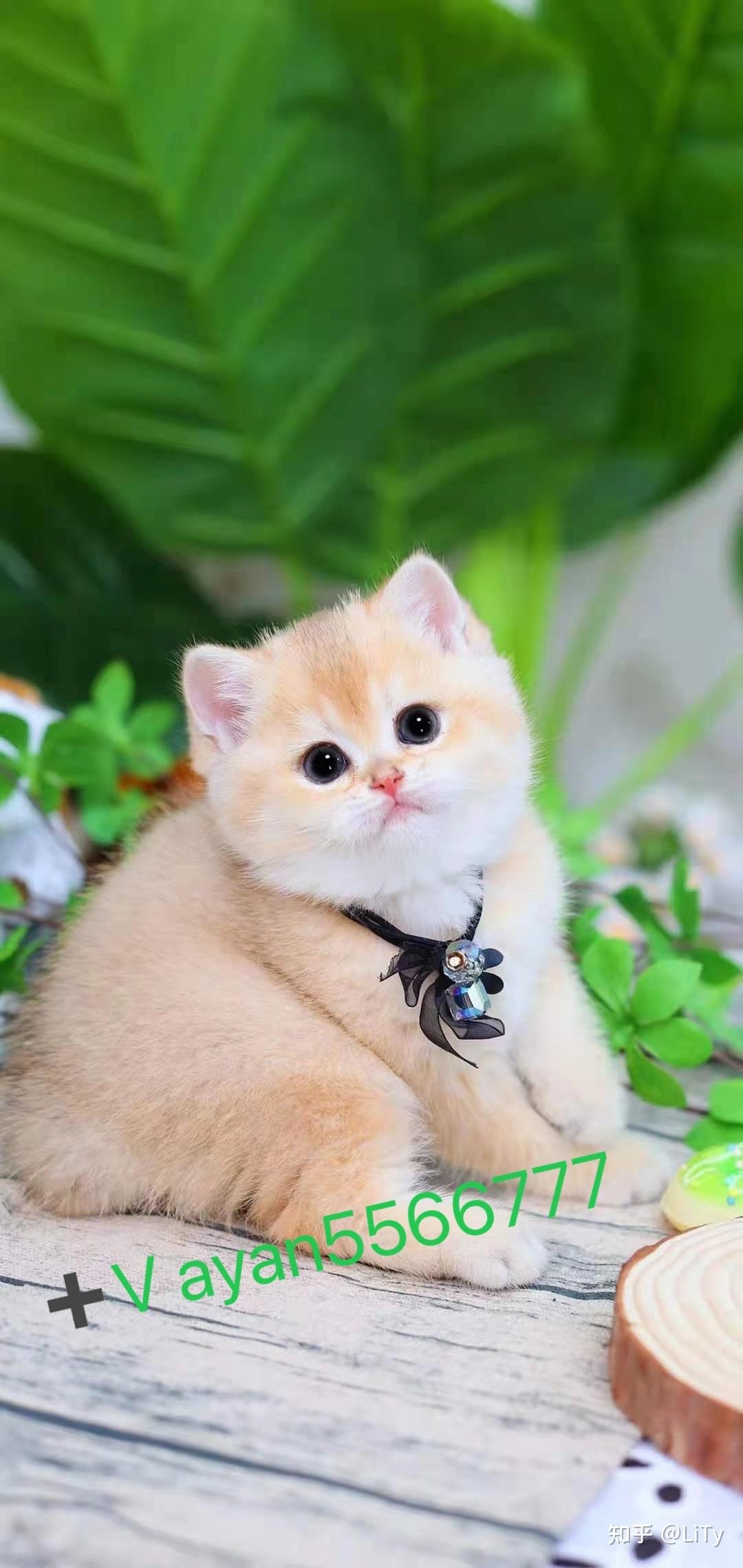 绝育后的猫内心世界会不会变? - 知乎