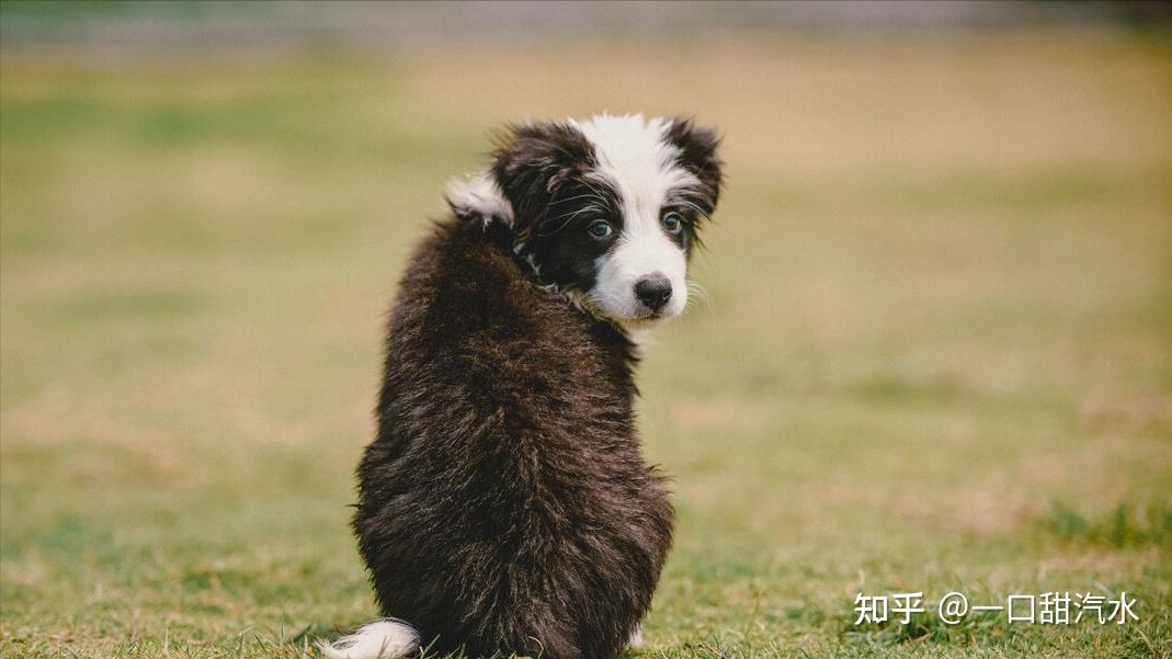 带狗狗出门，它为什么会时不时回头看你？原来是这么回事
