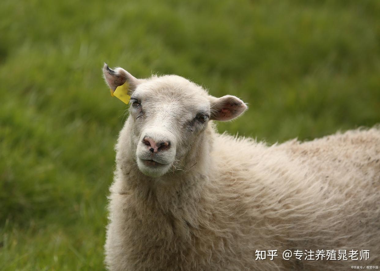 羊发烧怎么办?这样做能快速退烧 - 知乎
