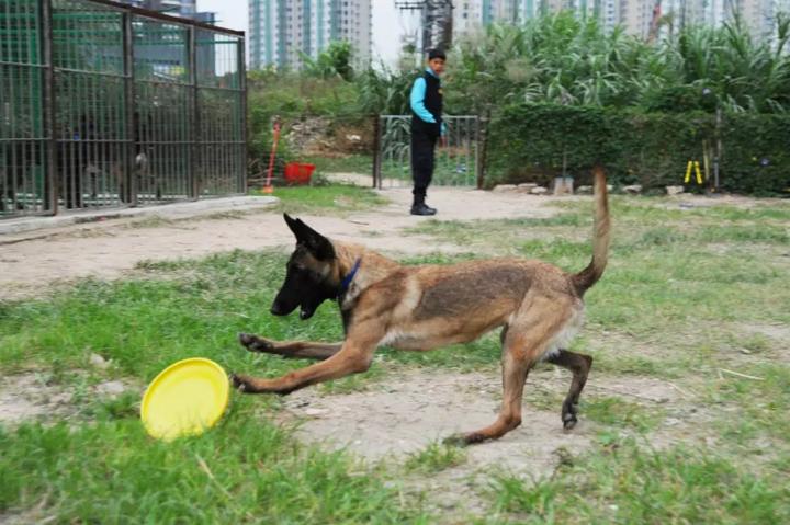 k9训犬俱乐部图片