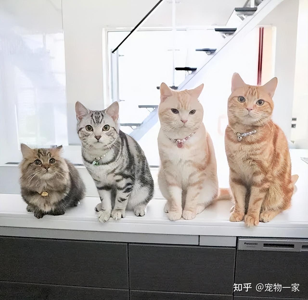 多猫家庭是什么体验？8年养猫人告诉你 - 知乎