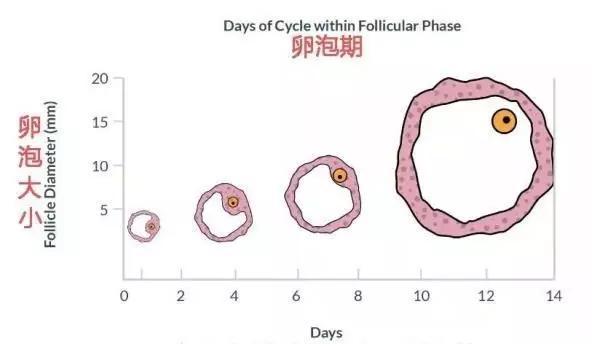【爱嗣国际科普】想快速怀孕?卵泡和卵子的这7件事,你知道吗? - 知乎