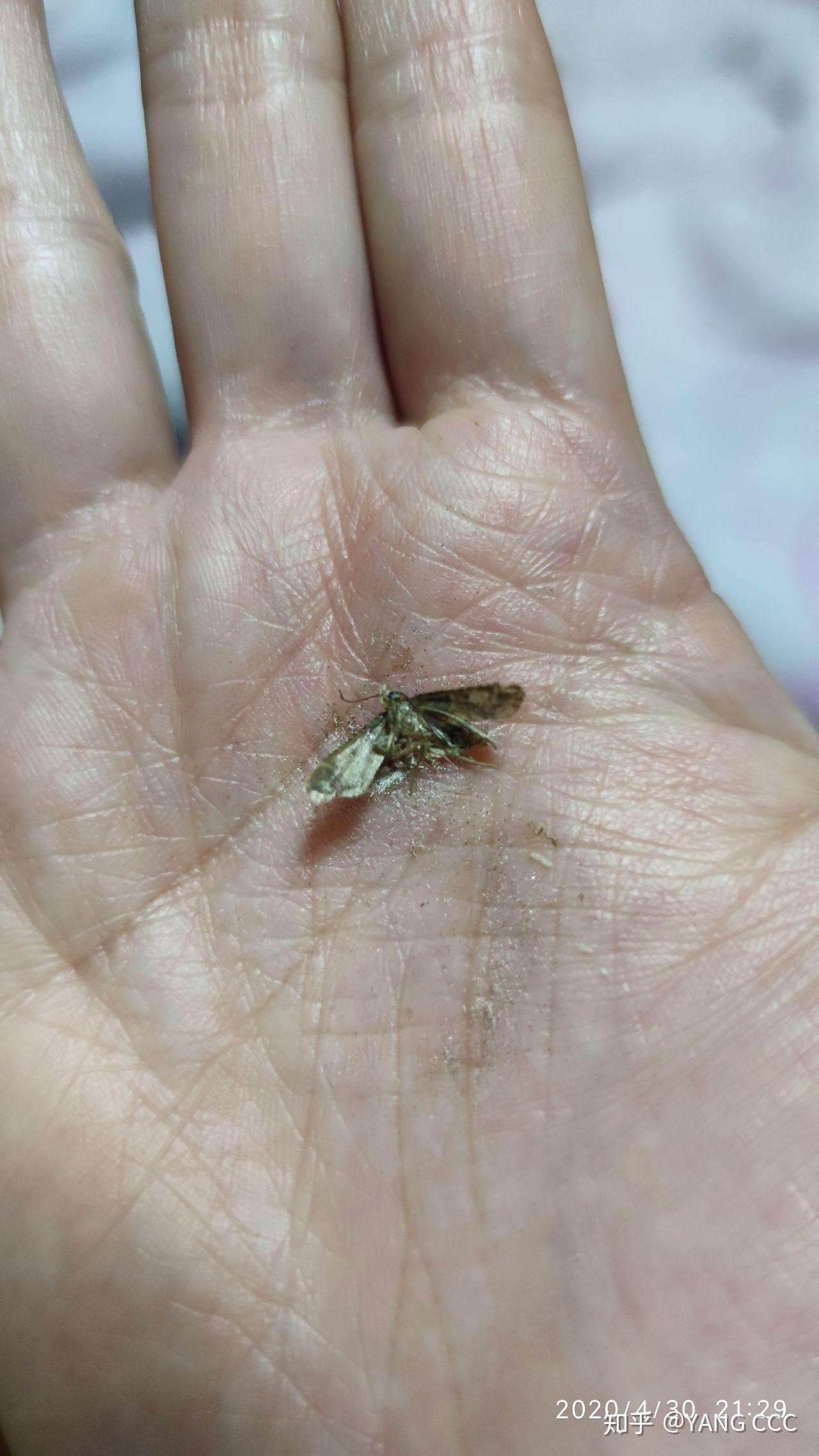 家里无故多了很多小飞蛾