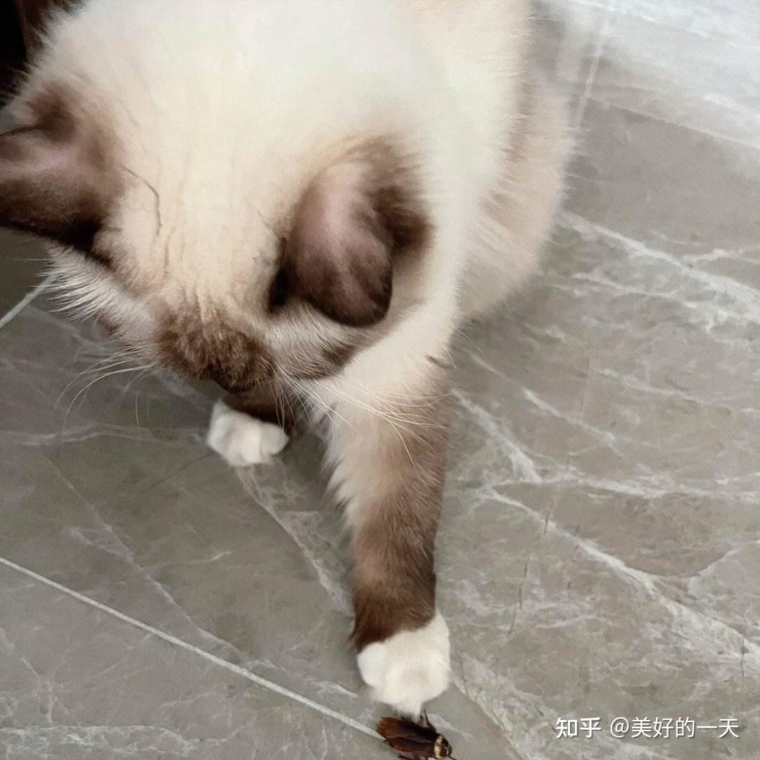 偷偷告诉你,猫的“灵性”真的很可怕,网友:太精了! - 知乎