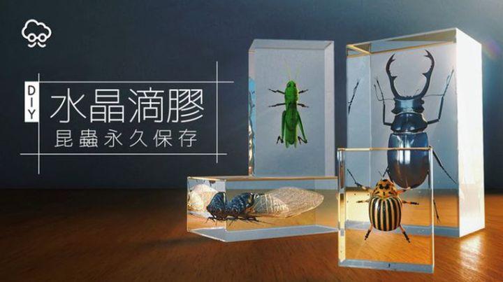 水晶滴胶diy教程环氧树脂做甲虫标本 知乎 水晶滴胶diy教程环氧树脂做甲虫标本 知乎