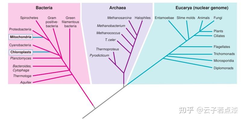 生物学中有几种给生物分类的方法?到底是怎么分类的? - 知乎