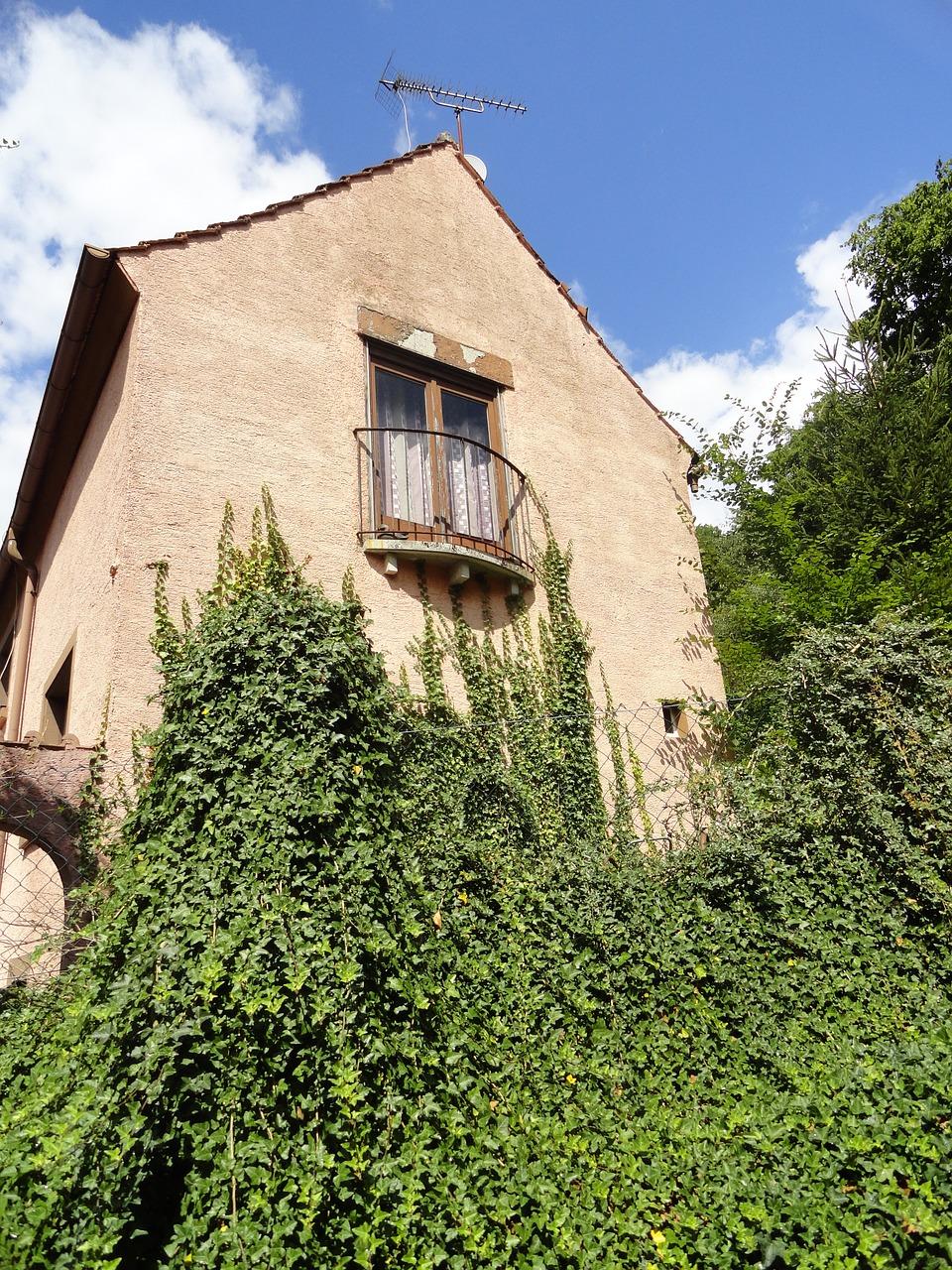 4. 常青藤价格走势