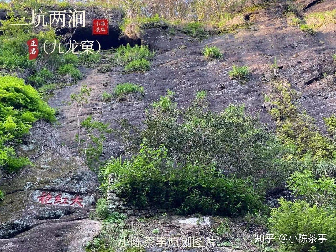 母树大红袍、纯种大红袍、商品大红袍，到底哪个才正宗？看完就懂 - 知乎