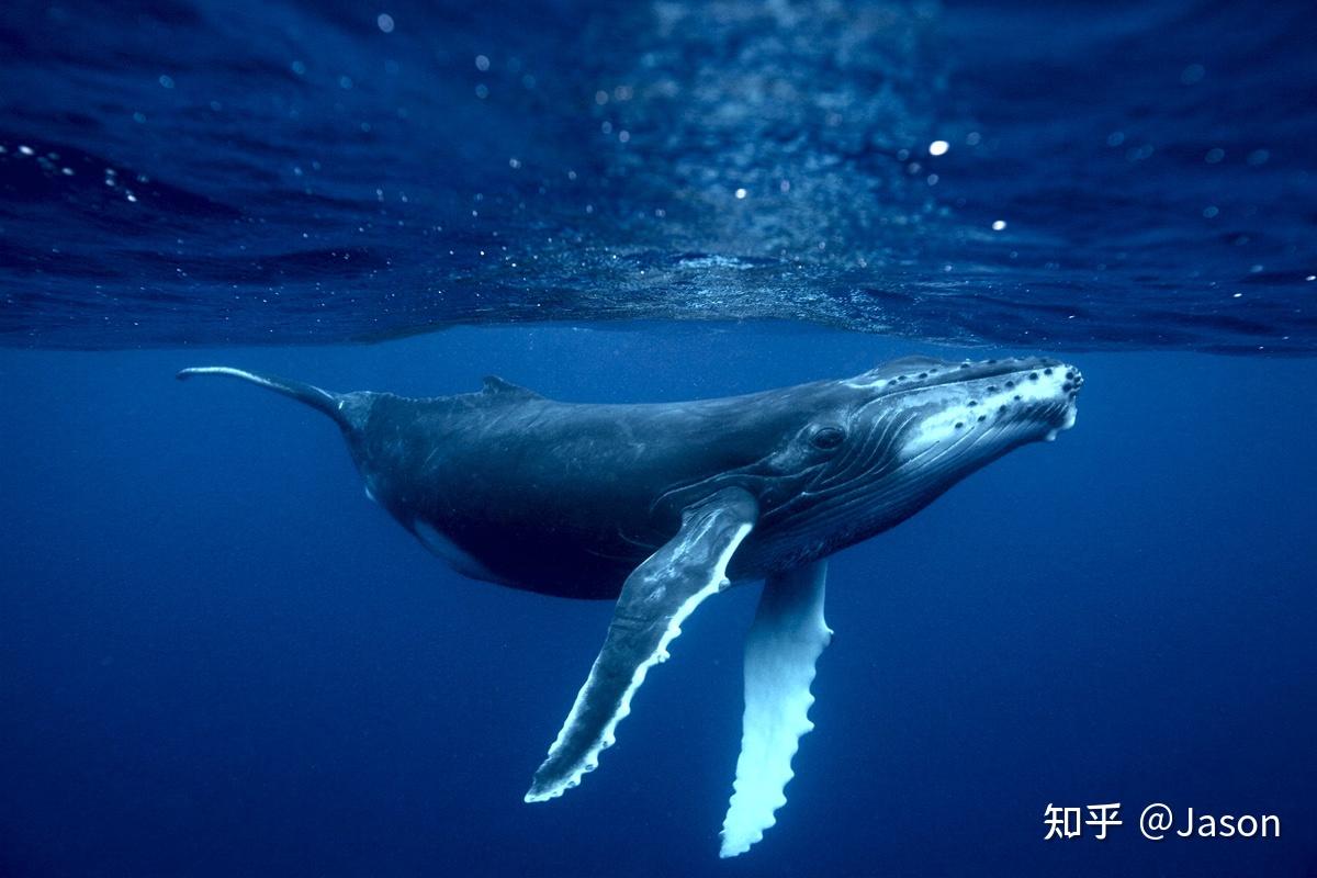 鲸鱼是如何帮助地球降温的- 知乎