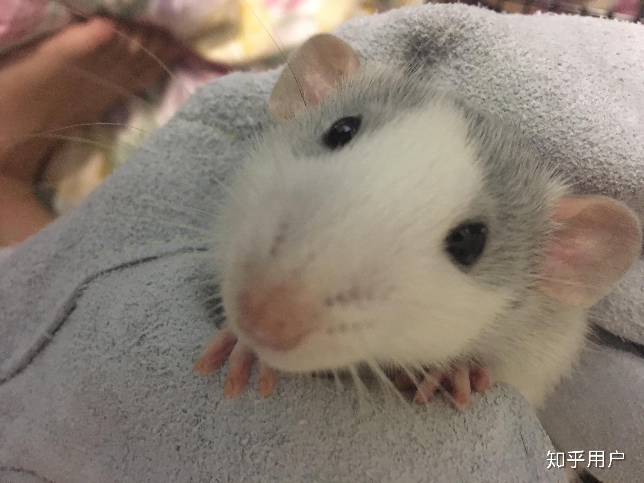 金丝熊花枝鼠仓鼠金花松鼠哪一个养起来比较亲人温顺味道不大而且在