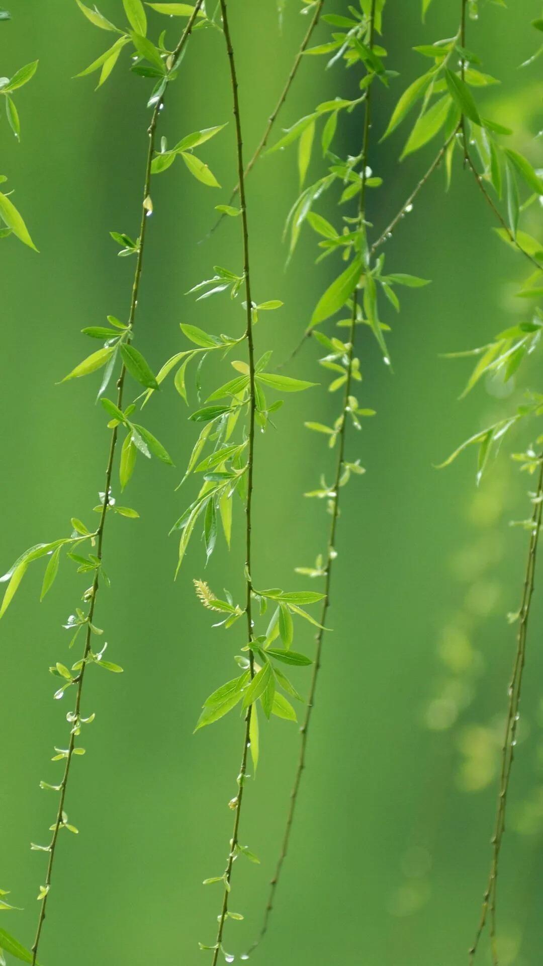 有哪些极富美感的绿色系壁纸