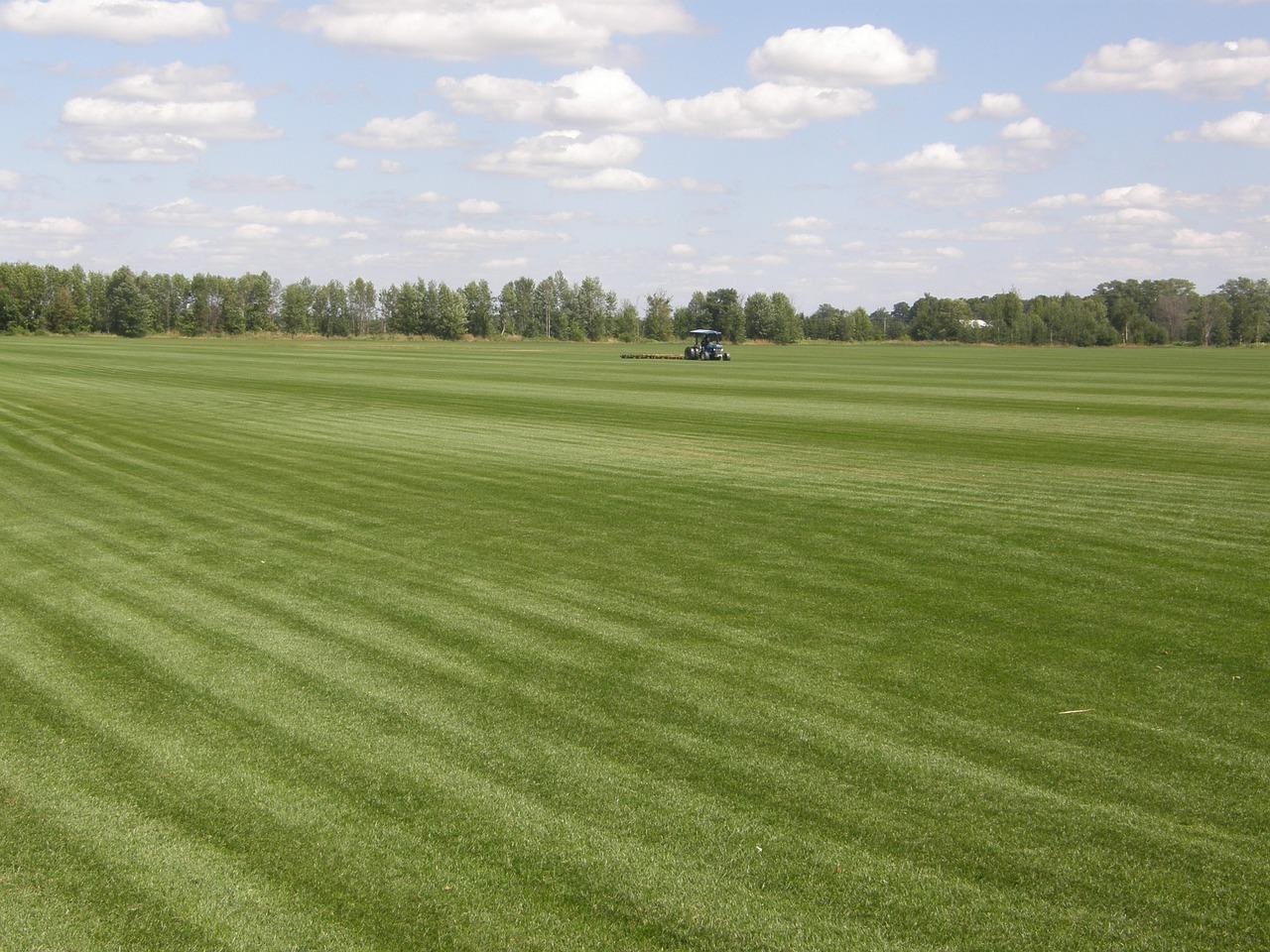 如何夏季种植草皮