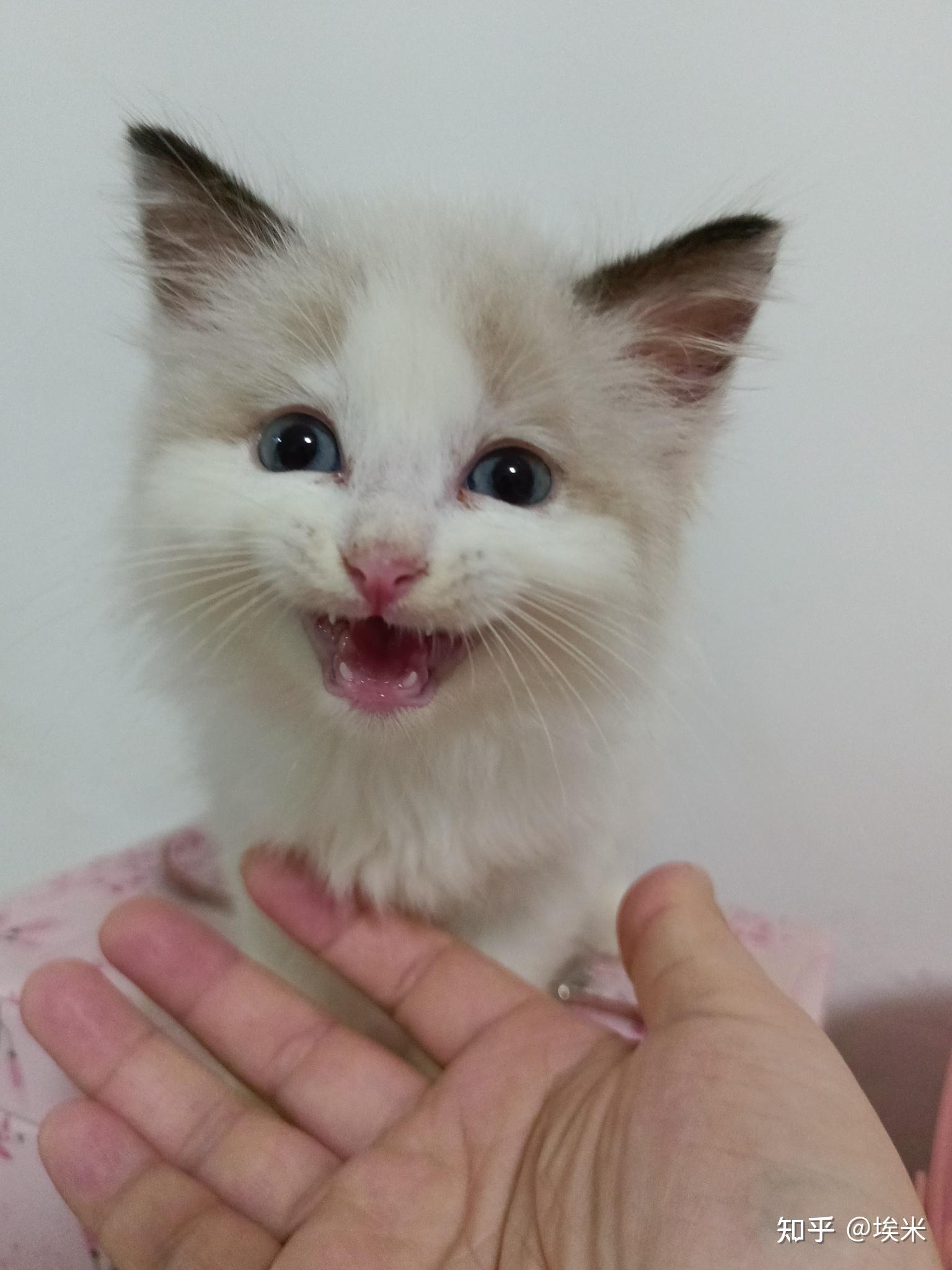 有人说我这是蓝双净梵,有没有蓝双但是后背全白的布偶?