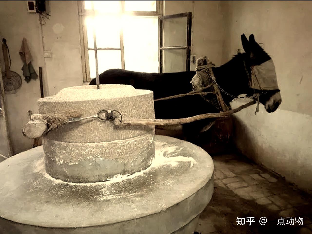 为什么驴适合拉磨,而不是马和牛? - 知乎