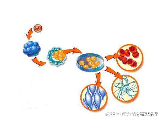 细胞生物学思维导图-细胞分化与干细胞 - 知乎