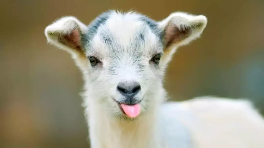 SLAY,GOAT……歪果仁的网络流行语也是很有趣 - 知乎