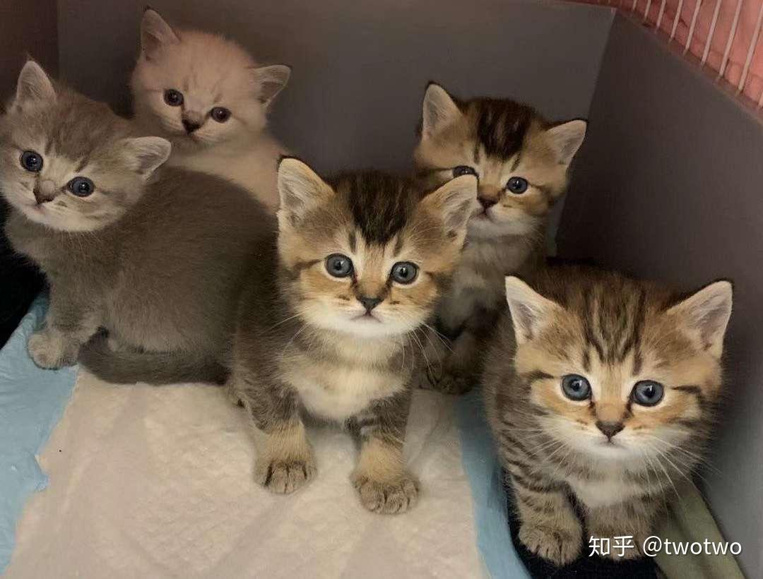 有没有蓝猫公和母猫金渐层配的,会出什么样的毛色? - 知乎