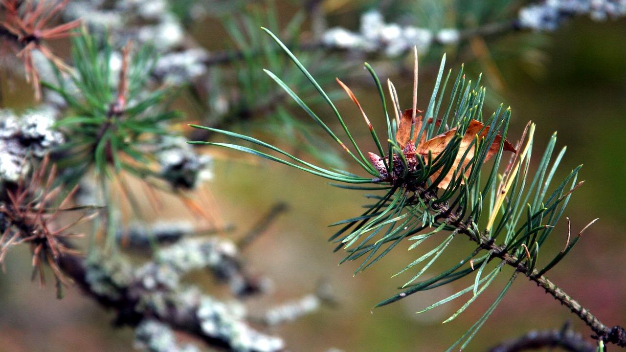 4. 花瓣入菜技巧