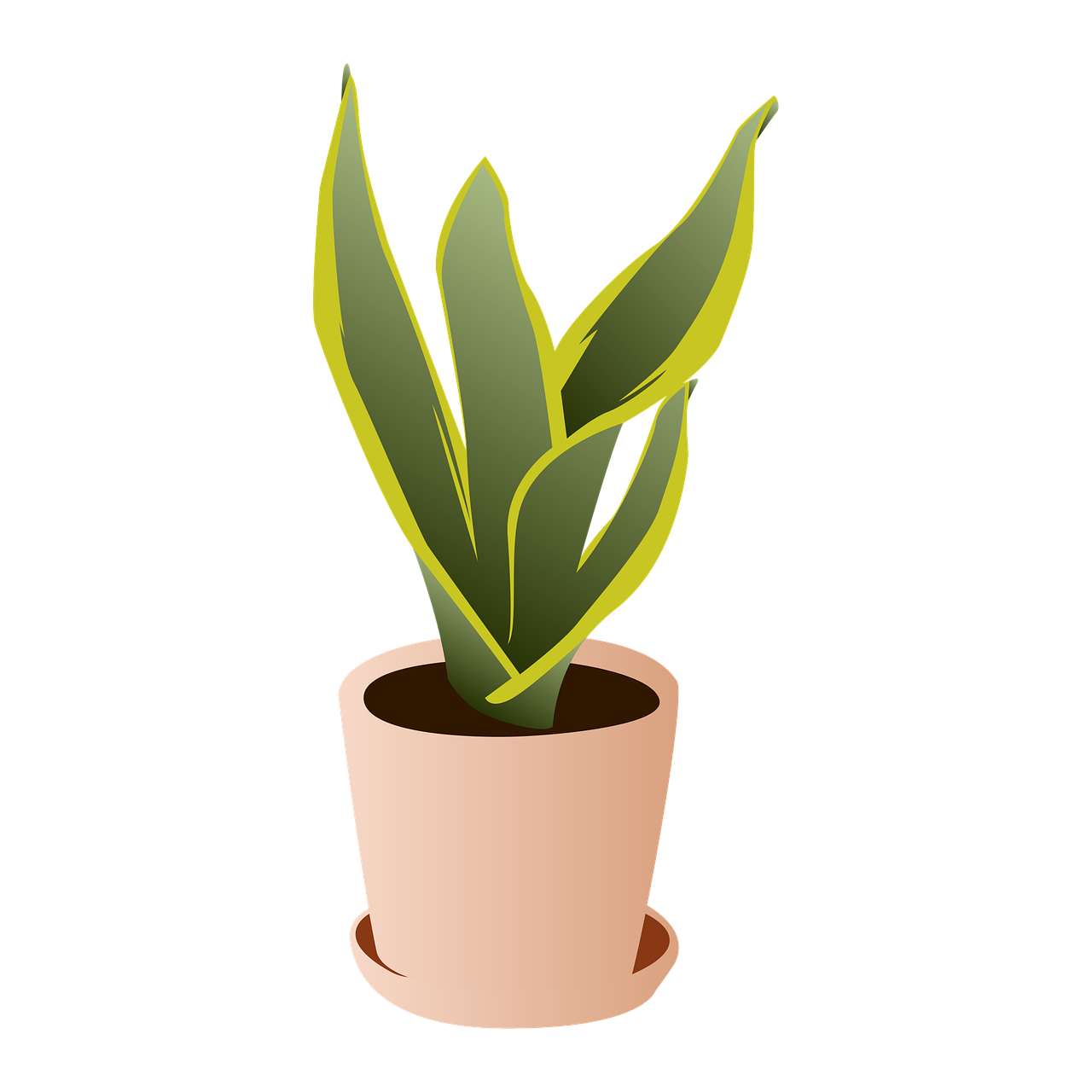 植物放什么方向