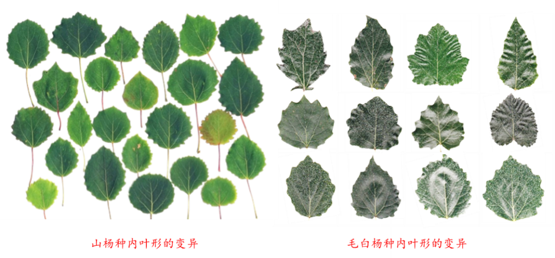 Plant Physiology | 北京林业大学宋跃朋课题组揭示杨树叶片形态自然变异的遗传基础 - 知乎
