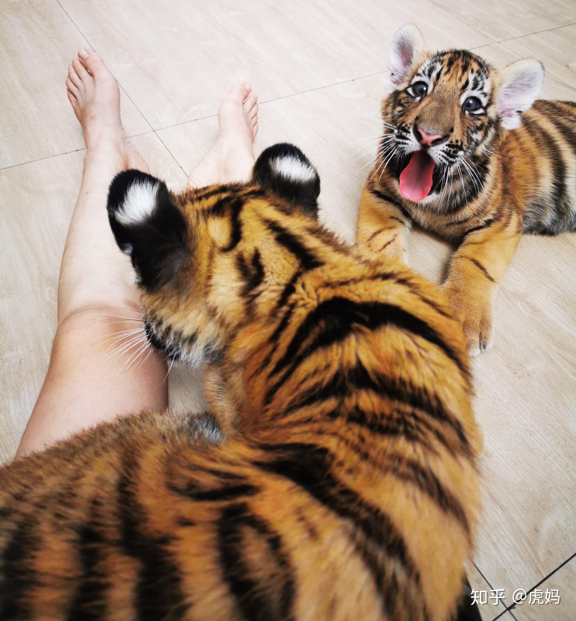 如果养一只小老虎每天抱着他一百个深蹲那么随着他长大是不是有一天我