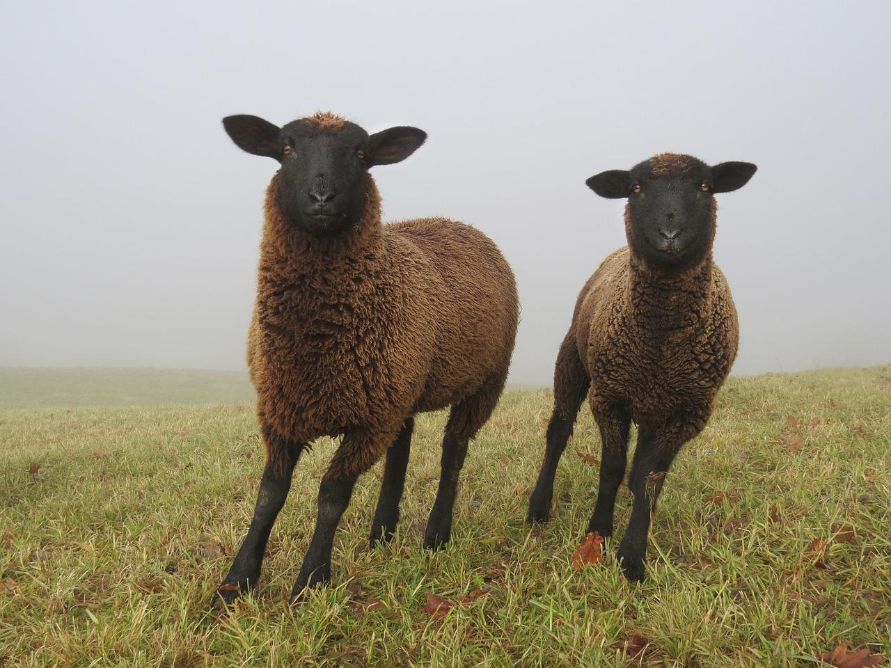 解读2013年广西高考作文评分标准