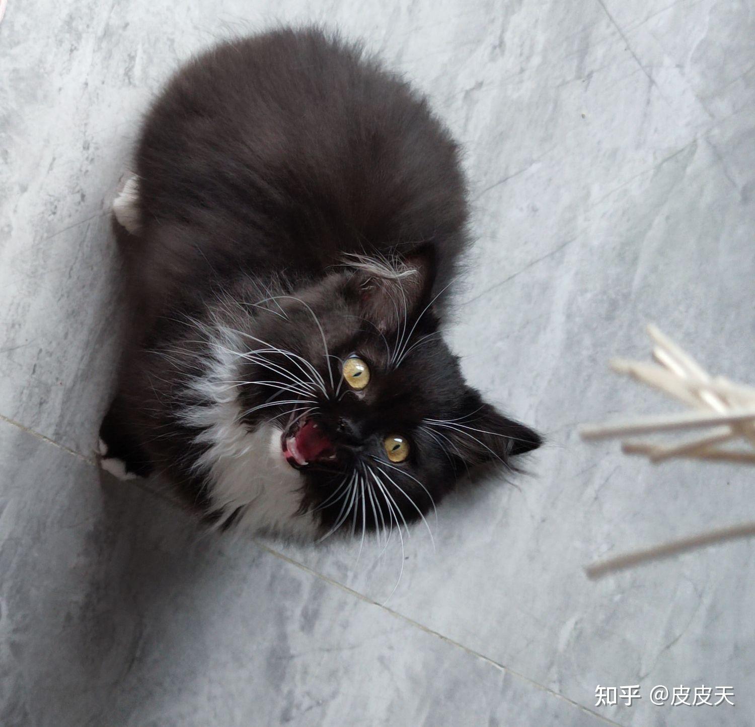 请问这只长毛黑白猫是什么品种? - 知乎
