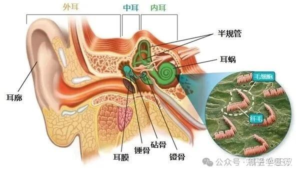 降噪耳机,骨传导耳机,哪个更适合你?