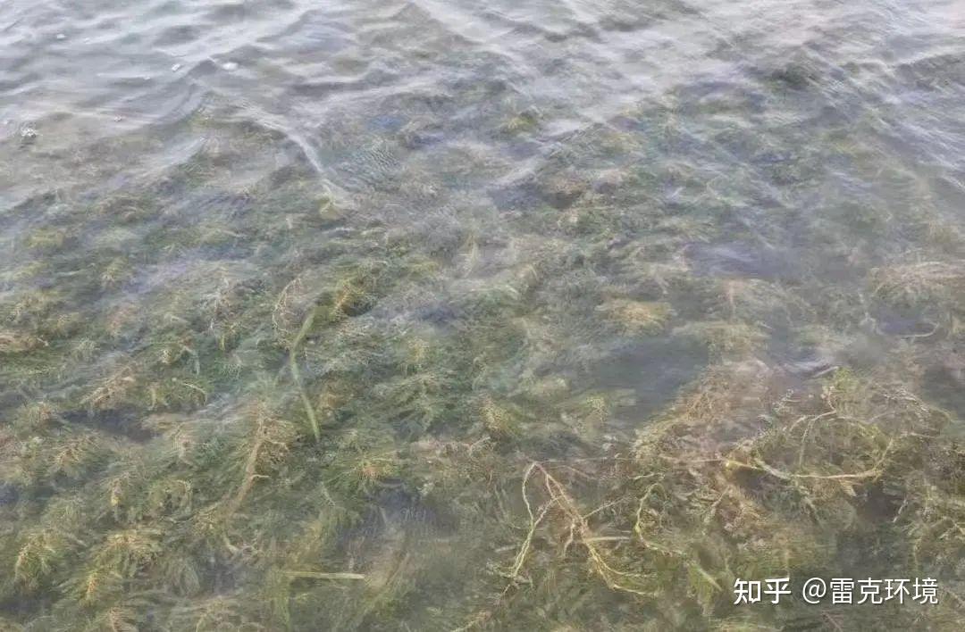 从劣Ⅴ类到Ⅲ类，洪湖底泥洗脱生态修复试验项目实现水质“三级跳” - 知乎
