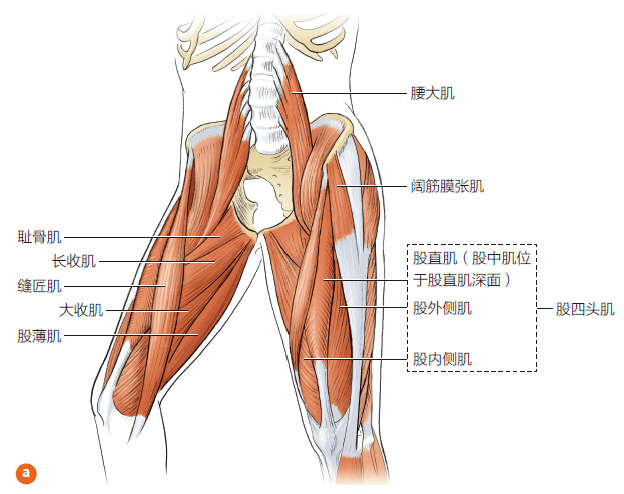 髋关节前屈的肌肉图片