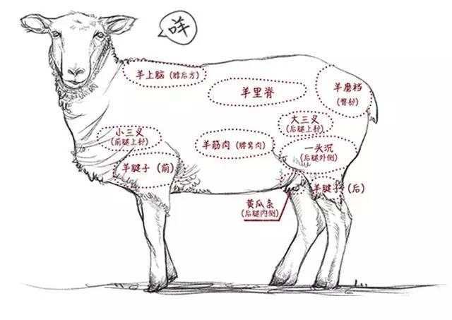羊肉的部位图与做法攻略 知乎 羊肉的部位图与做法攻略 知乎