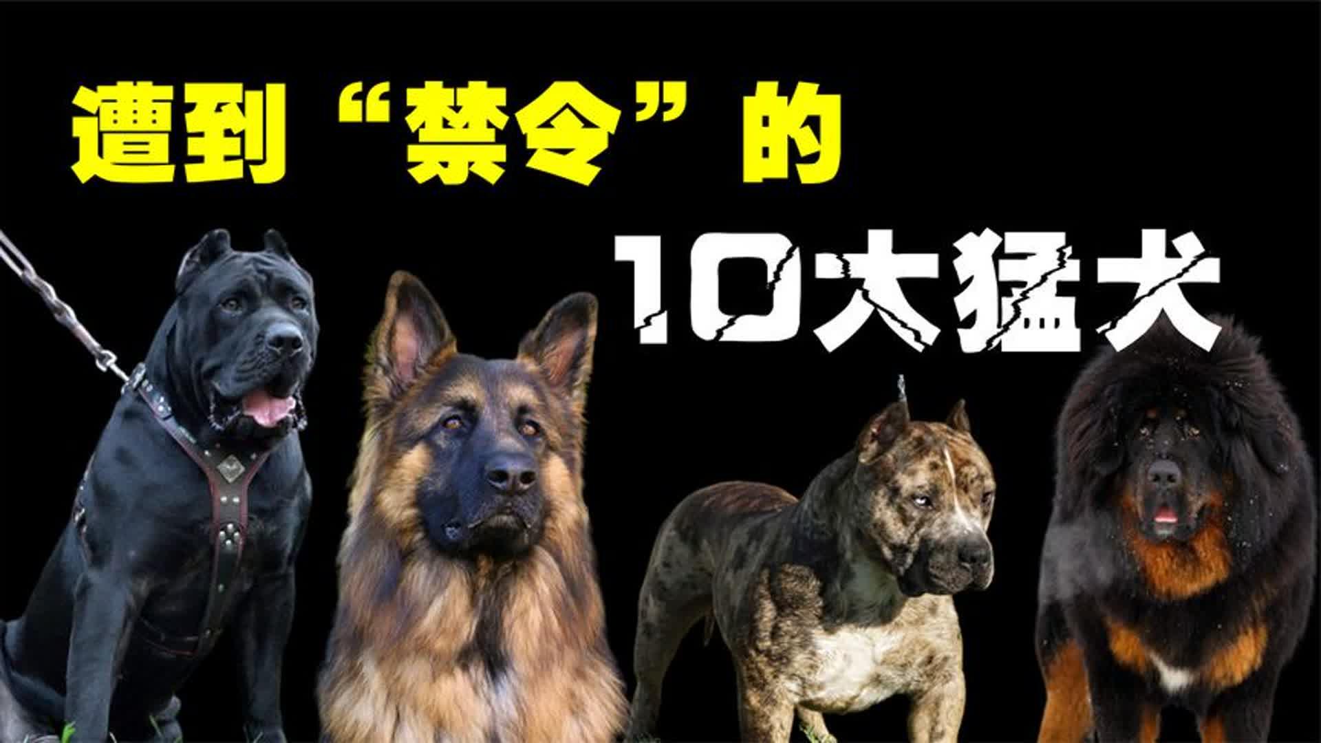 世界上被"禁养"的10大猛犬,你以为藏獒的战斗力真的是吹的吗?