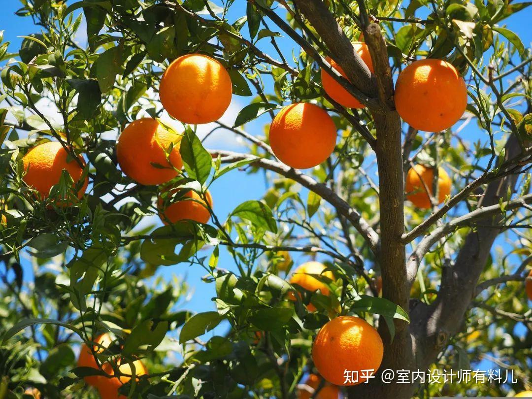 别不信，有个院子就要种这6种树，还有几种不能种 - 知乎