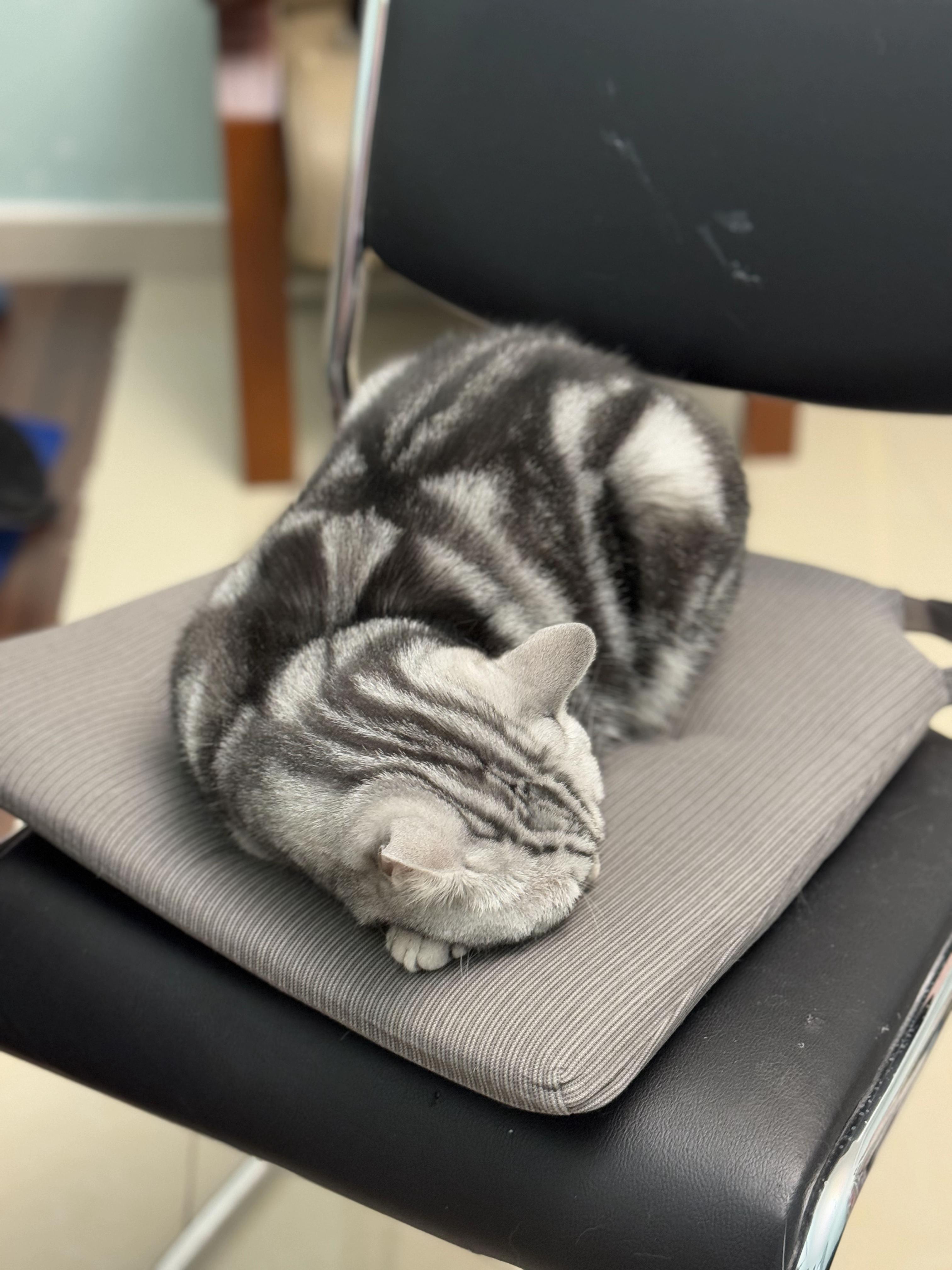 可以分享一张你家猫睡觉的照片吗